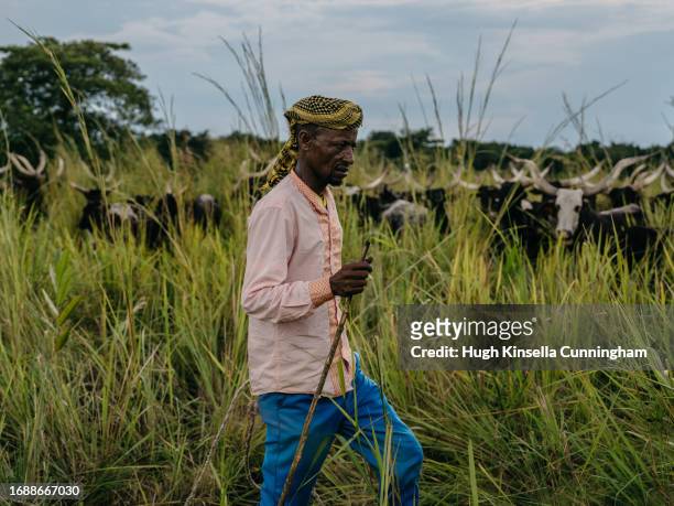 Aman, a member of a nomadic group from Chad drives a herd of cattle on September 21, 2023 in Niangara, Congo. Tensions between local Congolese...
