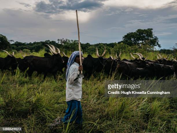 Youssoupha, a member of a nomadic group from Chad drives a herd of cattle on September 21, 2023 in Niangara, Congo. Tensions between local Congolese...