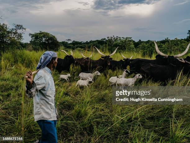 Youssoupha, a member of a nomadic group from Chad drives a herd of cattle and a flock of sheep on September 21, 2023 in Niangara, Congo. Tensions...