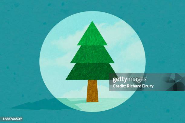 a coniferous tree seen through a round hole - pinaceae stock pictures, royalty-free photos & images