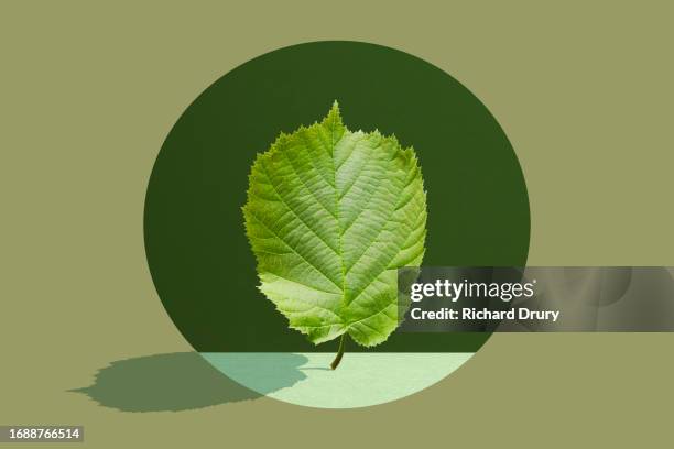 a hazel leaf seen through a round opening - plant part stock pictures, royalty-free photos & images