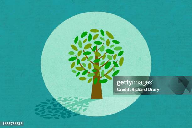 a deciduous tree seen through a round hole - view icon stock pictures, royalty-free photos & images