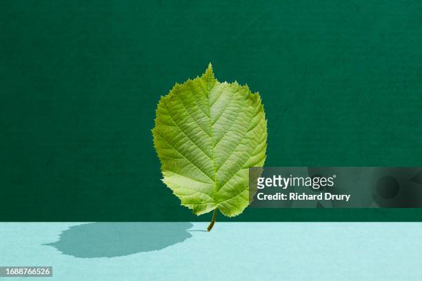 a hazel leaf - plant part stock pictures, royalty-free photos & images