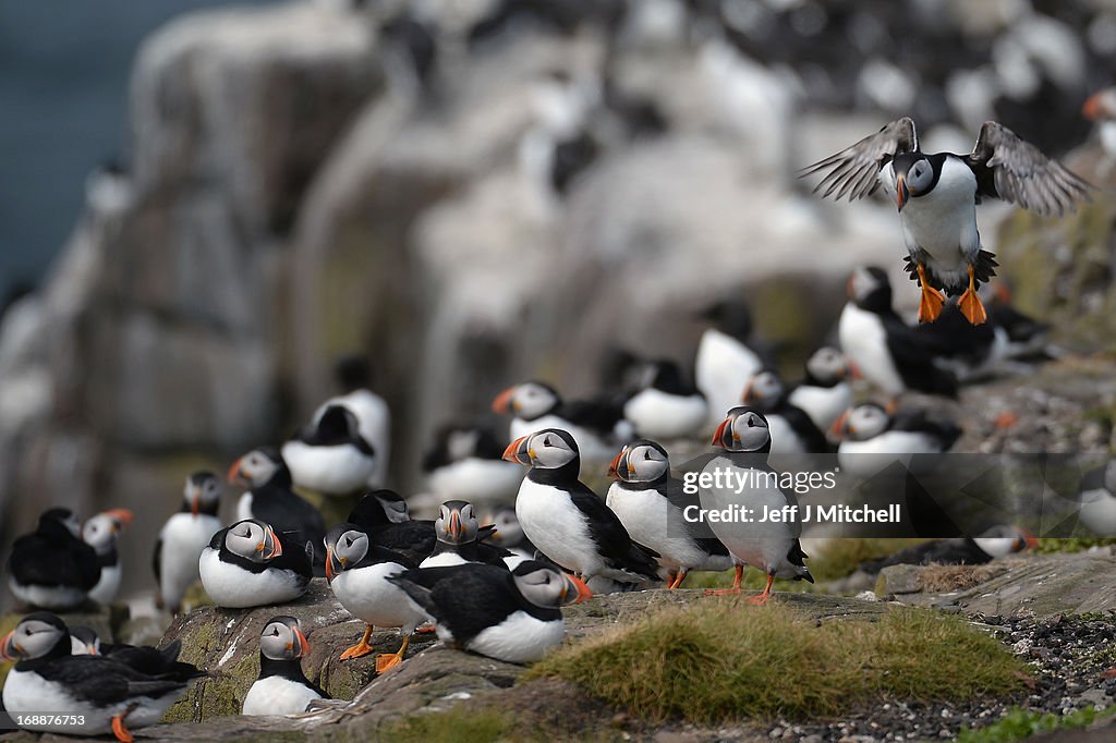 Farne Island Rangers Carry Out 'Puffin Census'