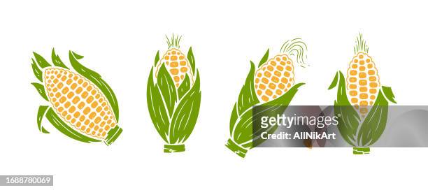 vector vegetable set corn cobs corn