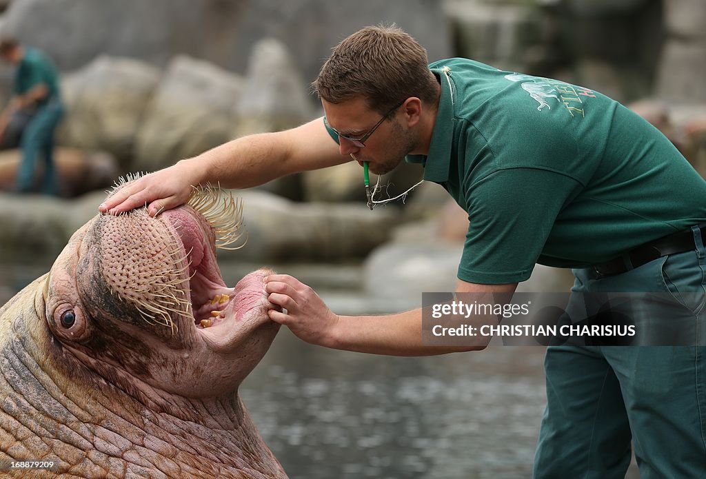 GERMANY-ANIMALS-INVENTORY