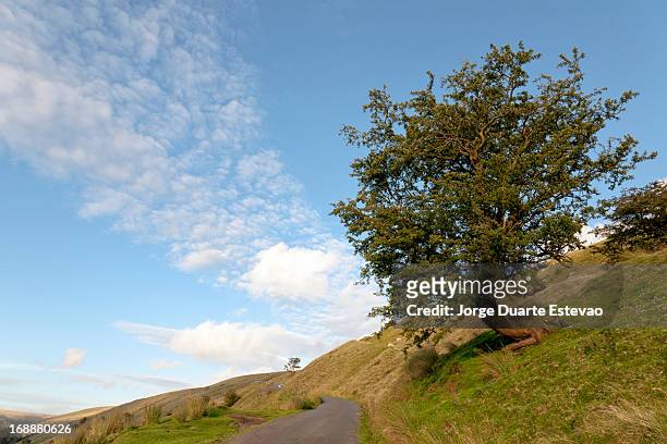 lonely tree in a remote are of the breacon beacons - jorge duarte estevao stockfoto's en -beelden