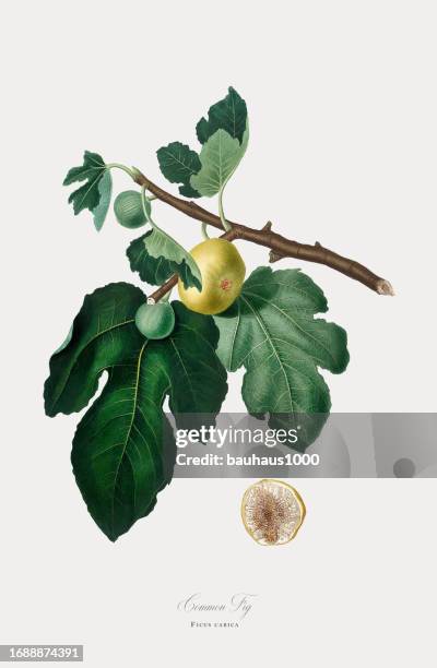 fig, happy fig, ficus, botanical illustration, circa 1817 - fig tree stock illustrations