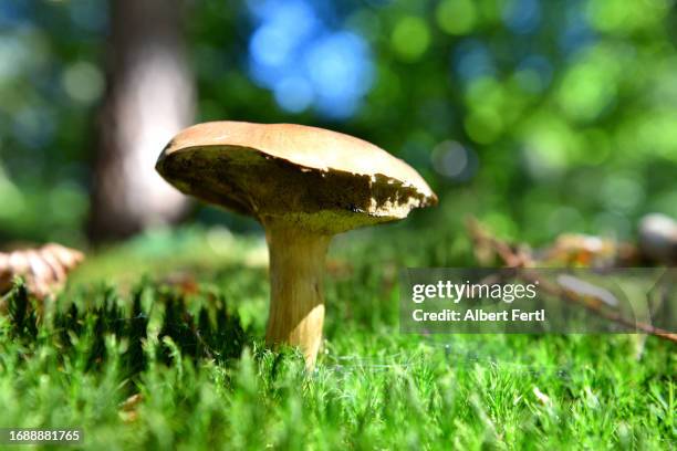 mushroom in the moss - september stockfoto's en -beelden