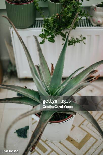 aloe vera plant in a terra cotta pot - aloe vera plant stock pictures, royalty-free photos & images