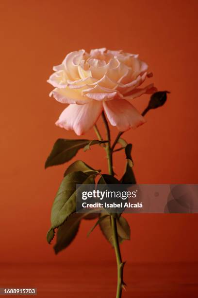 still life with single rose. copy space - single rose stock pictures, royalty-free photos & images