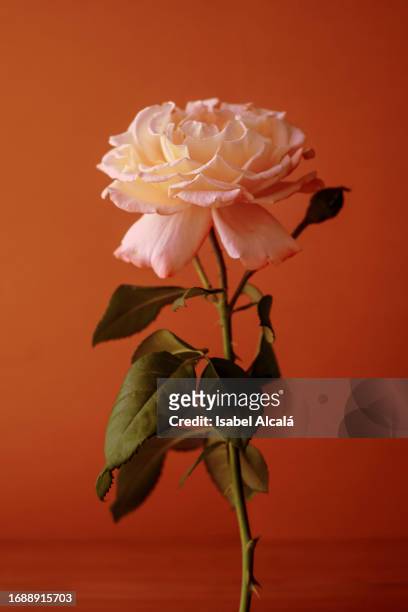 still life with single rose. copy space - single rose imagens e fotografias de stock