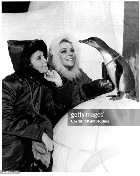 Anjanette Comer and Janine Gray pet a penguin on set of the film 'Quick Before It Melts', 1964.
