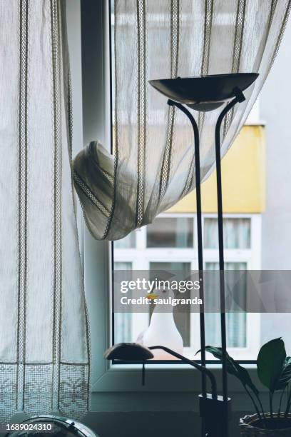 seagull in a window photographed from inside the house - insólito stock pictures, royalty-free photos & images