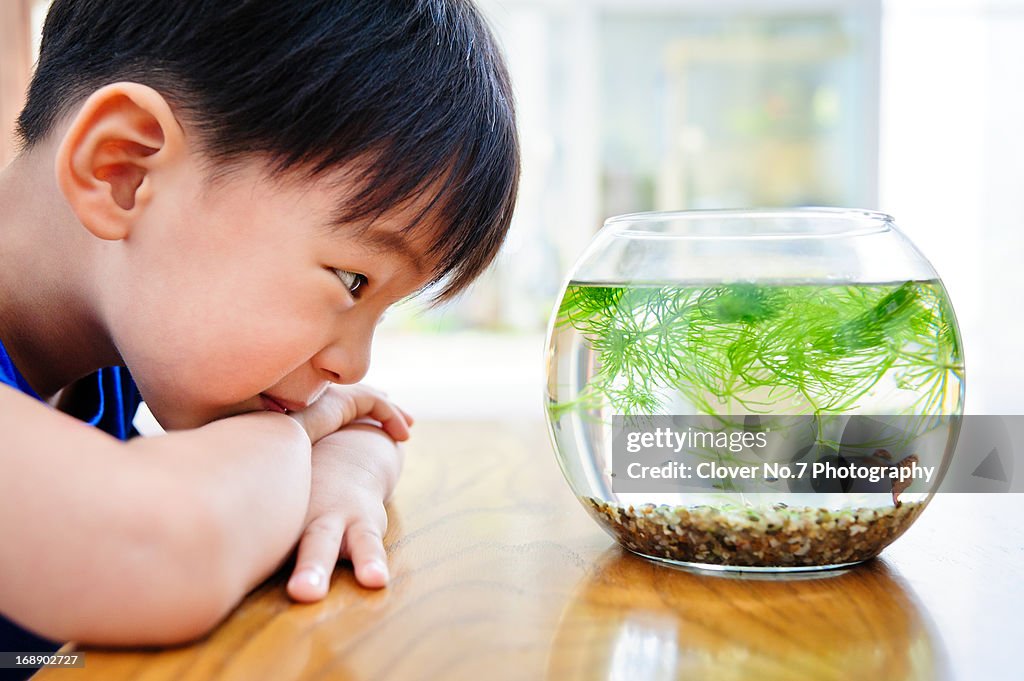The boy looked at the fish in the fish tank.