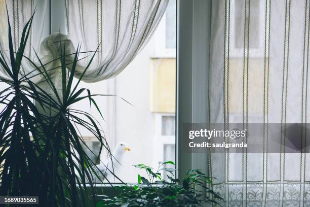 seagull in a window photographed from inside the house - offbeat documentation stock pictures, royalty-free photos & images