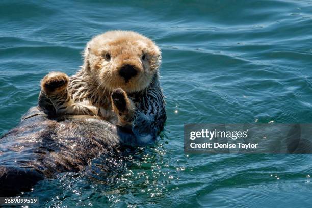 cute sea otter waving - sea otter (enhydra lutris) stock pictures, royalty-free photos & images