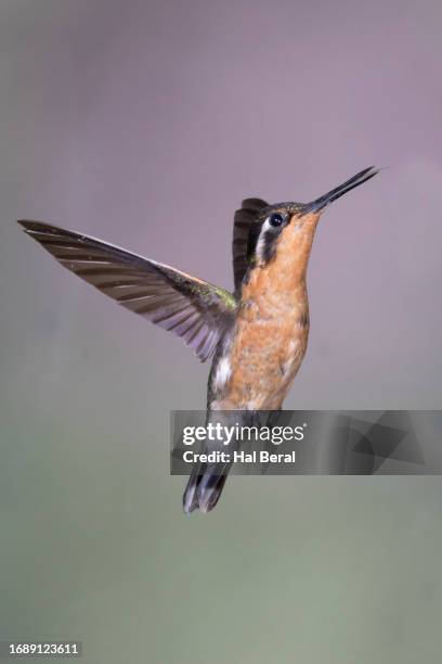 purple-throated mountain-gem hummingbird female flying with tongue out - purple throated mountain gem stock pictures, royalty-free photos & images