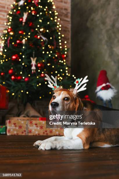 beagle dog sits at the christmas table. a dog with deer antlers. dog in christmas costume. beagle in the kitchen in new year's decor. - funny christmas dog stock pictures, royalty-free photos & images
