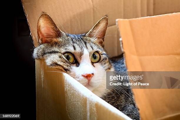 cat, the box lover - cat box stock pictures, royalty-free photos & images