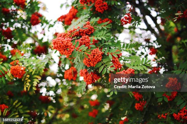 beautiful big red mountain ash tree - romantic literature stock pictures, royalty-free photos & images