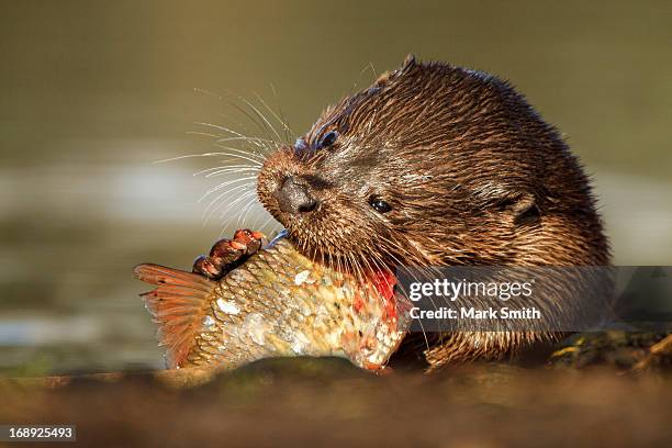 european / eurasian otter (lutra lutra) - european otter stock pictures, royalty-free photos & images