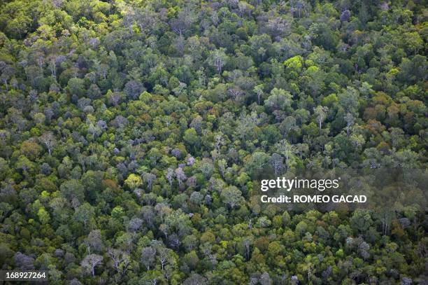 This file aerial photograph taken on June 7, 2012 shows lush tropical forest in the Central Kalimantan province in Indonesia's Borneo island....