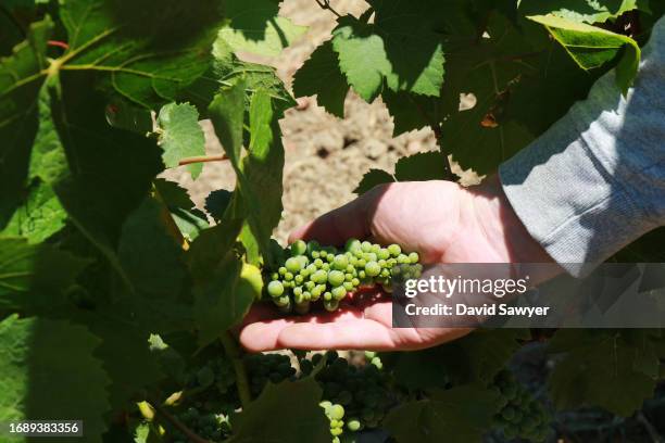 grapes in hand - blauer spätburgunder traube stock-fotos und bilder