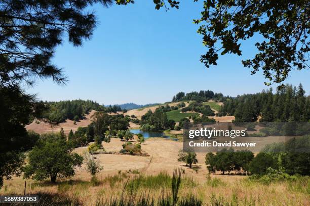 sonoma coast vineyard. - blauer spätburgunder traube stock-fotos und bilder