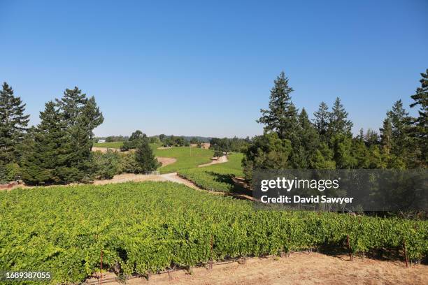 sonoma coast vineyard. - blauer spätburgunder traube stock-fotos und bilder