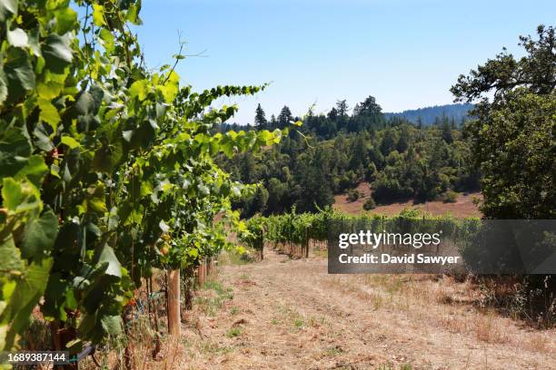 sonoma coast vineyard. - blauer spätburgunder traube stock-fotos und bilder