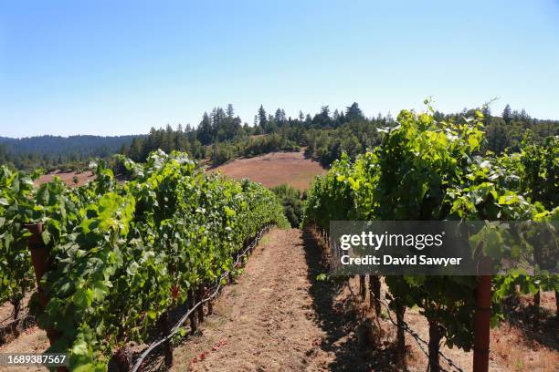 sonoma coast vineyard. - blauer spätburgunder traube stock-fotos und bilder