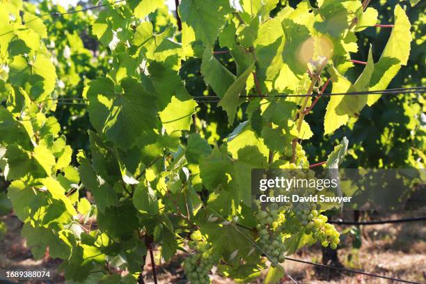 sonoma coast vineyard. - blauer spätburgunder traube stock-fotos und bilder
