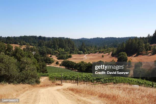 sonoma coast vineyard. - blauer spätburgunder traube stock-fotos und bilder