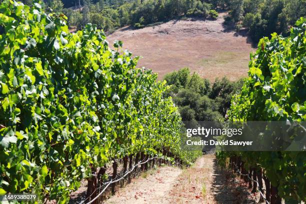 sonoma coast vineyard. - blauer spätburgunder traube stock-fotos und bilder