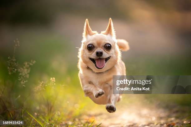 running chihuahua dog - perro de pura raza fotografías e imágenes de stock