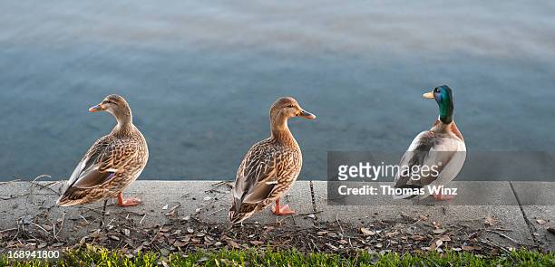 ducks at lake merritt - mallard duck stock-fotos und bilder