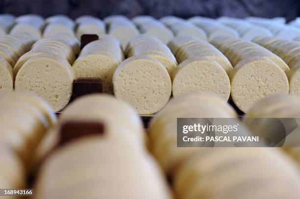 Cheeses mature at the Roquefort Societe company on May 16, 2013 in a cellar at Roquefort-sur-Soulzon, southern France. Roquefort Societe is a...