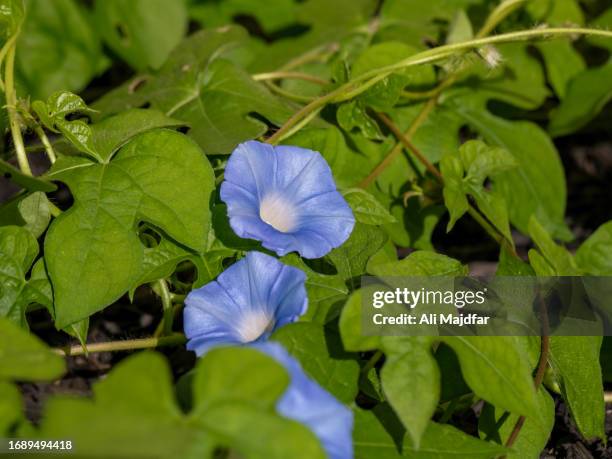 japanese morning glory - firecracker vine stock pictures, royalty-free photos & images