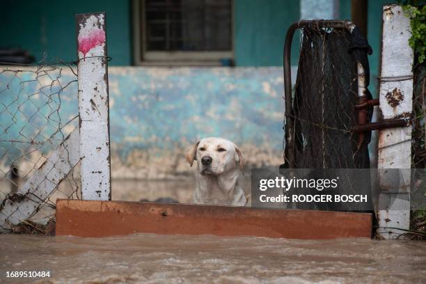 Dog stands behind a barrier as water from heavy flooding flows past in Sir Lowry's Village, close Somerset West on September 25, 2023.