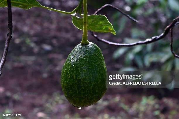 Picture of an avocado growing on a tree in an orchard in the municipality of Ario de Rosales, Michoacan State, Mexico, taken on September 21, 2023.