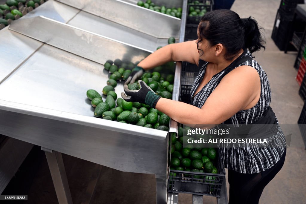 MEXICO-AGRICULTURE-AVOCADO