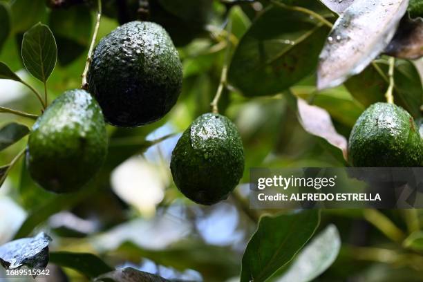 Picture of avocados growing on trees in an orchard in the municipality of Ario de Rosales, Michoacan State, Mexico, taken on September 21, 2023.