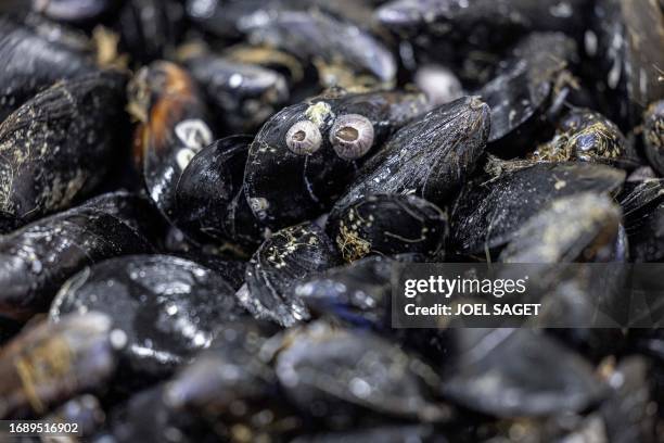 Sea Messusle Sea Mussels Photos and Premium High Res Pictures - Getty Images