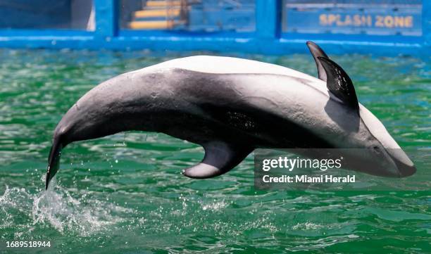 Li'i, the Pacific white-sided dolphin, performs a trick during a training session inside his stadium tank at the Miami Seaquarium on Saturday, July 8...