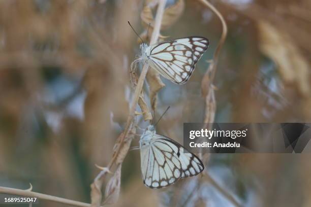 Pioneer white , recorded in Botan Valley, in 2016 by butterfly observer Nihat Kaymaz, lands on branch as it is reappeared 7 years later in Siirt,...