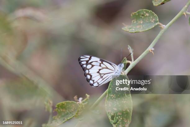 Pioneer white , recorded in Botan Valley, in 2016 by butterfly observer Nihat Kaymaz, lands on leaf as it is reappeared 7 years later in Siirt,...