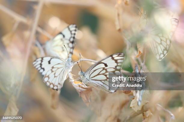 Pioneer white , recorded in Botan Valley, in 2016 by butterfly observer Nihat Kaymaz, lands on branch as it is reappeared 7 years later in Siirt,...
