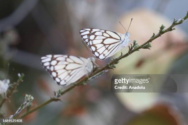 Pioneer white , recorded in Botan Valley, in 2016 by butterfly observer Nihat Kaymaz, lands on branch as it is reappeared 7 years later in Siirt,...