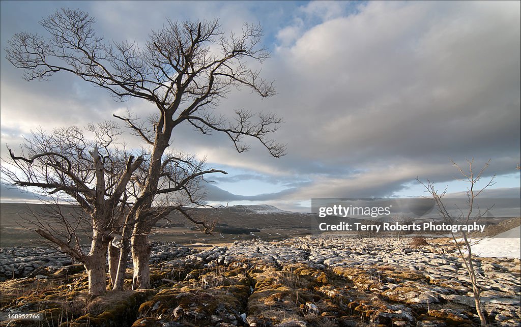 Winter trees in a wild moorland